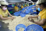 New records set in agricultural product export revenue