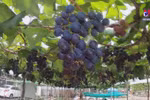 Vineyard on saline soil becomes tourist attraction