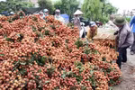Hai Duong works to ensure smooth lychee sales