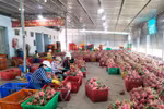 Trade via Lao Cai border gate thrives in Q1
