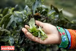 Ta Xua Shan Tuyet Tea