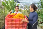 Ho Chi Minh City expands orchid planting areas