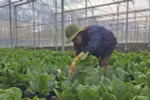 Safe, high-quality agricultural production programme launched