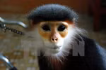 Endangered douc langur handed over to national park