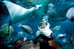 Cu Lao Cham offers seabed-walking service to tourists 
