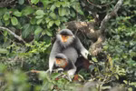 Red-shanked douc langur chosen as Da Nang’s mascot 
