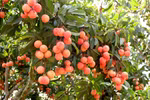 Fruit-vegetable export surpasses rice export