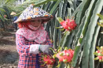  Australia to import fresh Vietnamese dragon fruit