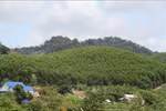 Since the mid-2000s, many businesses have rolled out carbon credit programmes and projects. (Photo: VNA)
