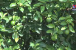 Seedless lime brings high income to Tra Vinh farmers