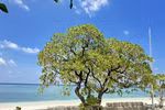 Beauty of iconic trees on Truong Sa archipelago