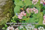 Buckwheat flower fields: check-in hotspot in Ha Giang 