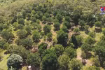 Ninh Thuan’s crop restructuring on arid land pays off