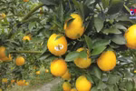 Navel orange harvest begins on Moc Chau Plateau