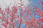 Stunning cherry blossom oasis in Dien Bien