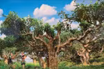 Suoi Giang promoting tea culture for tourism development