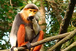 Red-shanked douc langurs discovered in Thua Thien-Hue 