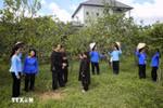 Meritorious artist Lam Minh Sap (right) and members of the San Chi folk song club practice singing San Chi folk songs. (Photo: VNA)