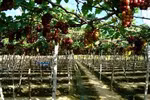 Ninh Thuan’s vineyards attract tourists 