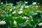 Hanoians enchanted by white lotus flowers