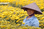 Me Linh flower village is ready to hold the first flower festival