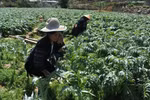 Sustainable development of medicinal plants in Lao Cai