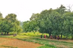 Visiting unique heritage trees in Duong Lam ancient village