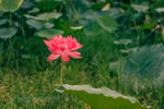 Lotus tea - a special gift from Hanoi