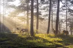 Green, quiet side of Da Lat