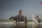 Buffalo in Vietnamese culture