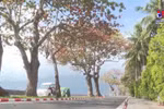 Con Dao charms visitors with changing catappa leaves