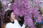 Lai Chau orchids flaunt their beauty