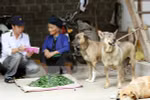 Vietnam responses to animal health and zoonoses 