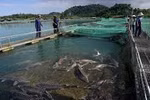 Quang Binh pursues sustainable cage fishing