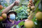 Hai Duong’s GlobalGap lychees exported to EU