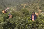 Efforts made to preserve ancient shan tuyet tea trees in Ha Giang