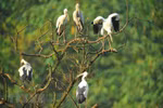 Thung Nham Bird Park in Ninh Binh province 