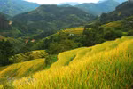 Hoang Su Phi terrace rice fields