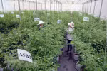 HCM City specifies key agricultural products