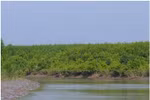 Mangrove forests used to breed aquatic species