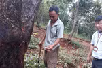 Binh Phuoc farmers learn new techniques for cashew cultivation