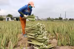 Ninh Thuan farmers strike it rich with aloe vera