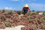Quang Ngai province struggles to lift farmers out of poverty