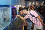 HCM City eyes ornamental fish breeding