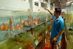 HCM City: Ornamental fish production reaches higher standards