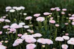 Japanese agriculturist loves Da Lat flowers