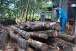 Timber farmers should think big to boost growth
