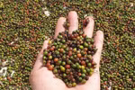 Agro-forestry-fishery export earns 26.6 billion USD in 8 months