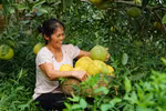 Phu Tho builds trademarks for local farm specialities