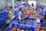 Fruit, vegetable sector targets 4.2 billion USD in export turnover in 2019
